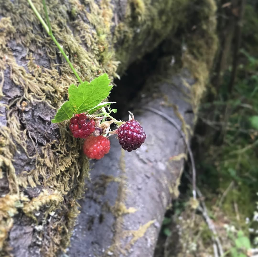 mosaic collection image