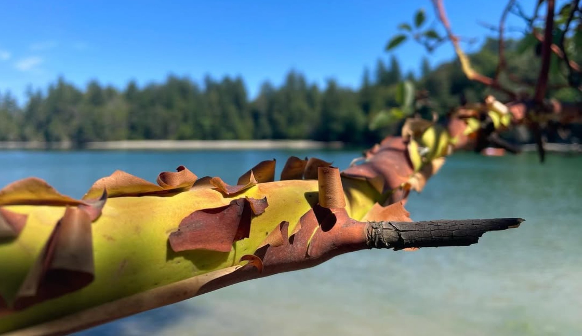 mosaic collection image