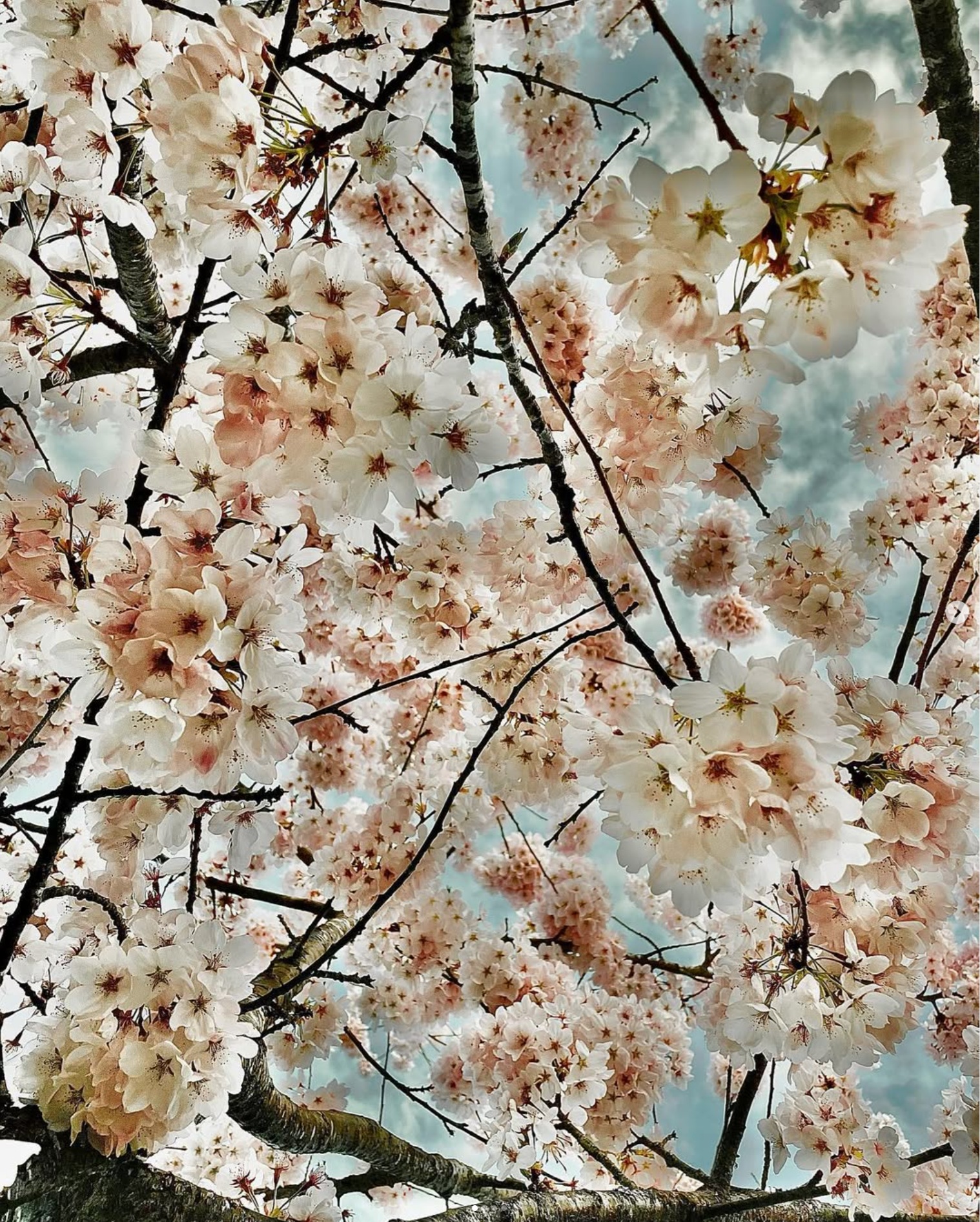 mosaic collection image