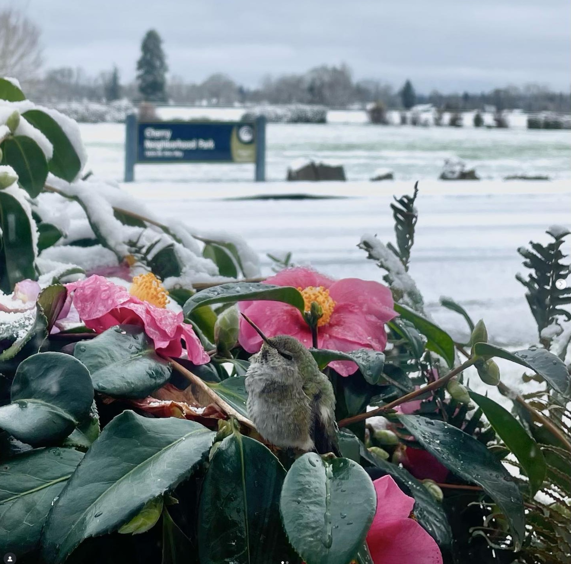 mosaic collection image