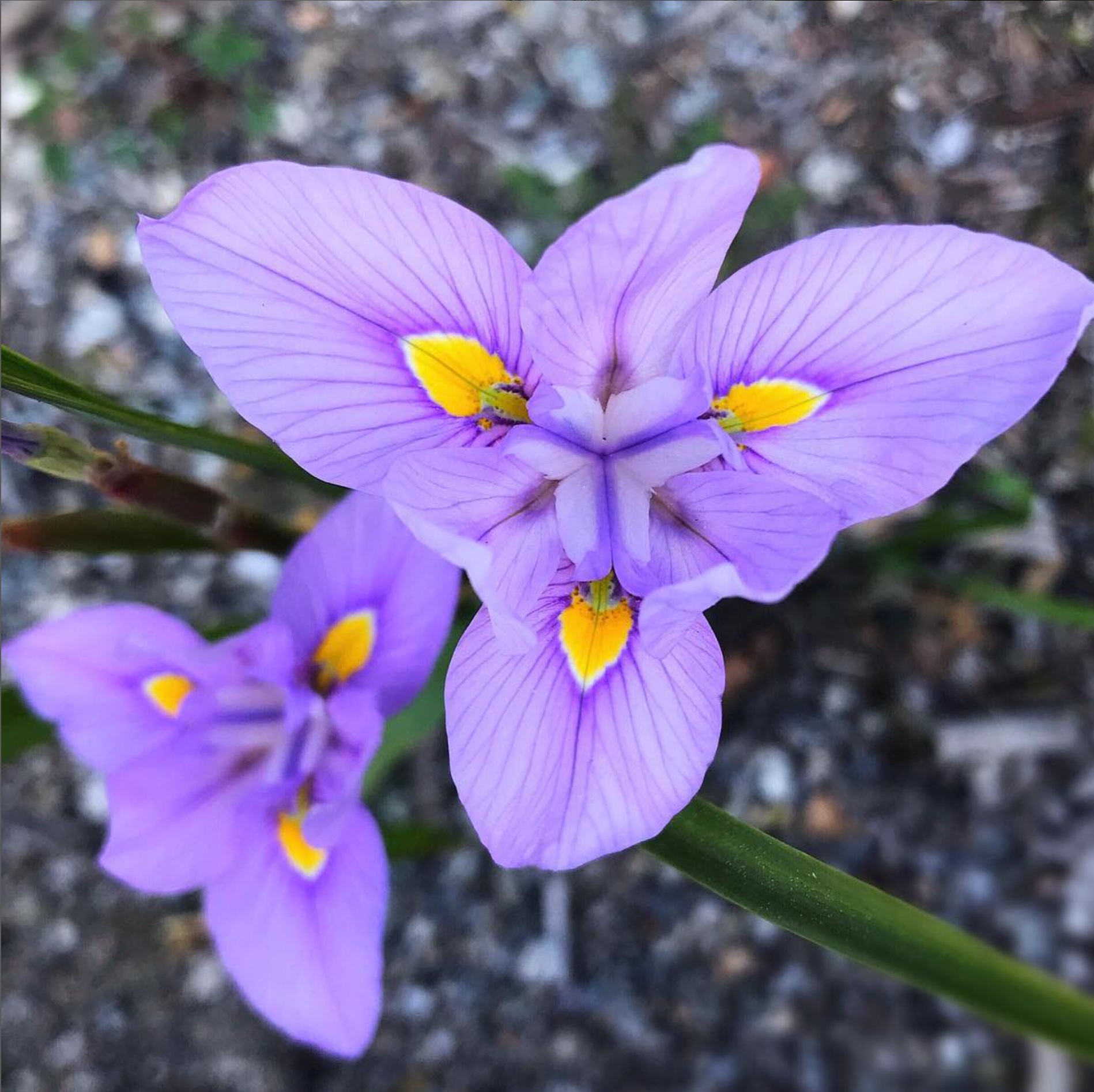 mosaic collection image