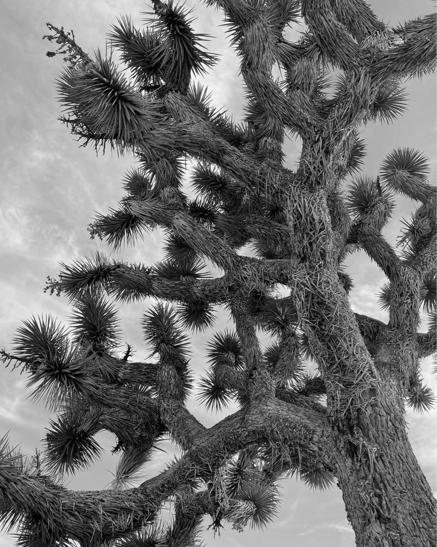 mosaic collection image