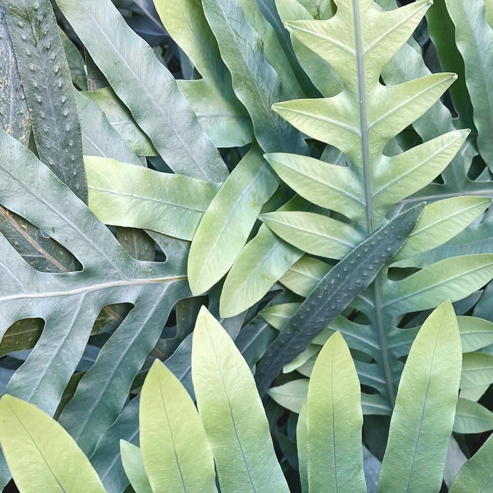 mosaic collection image