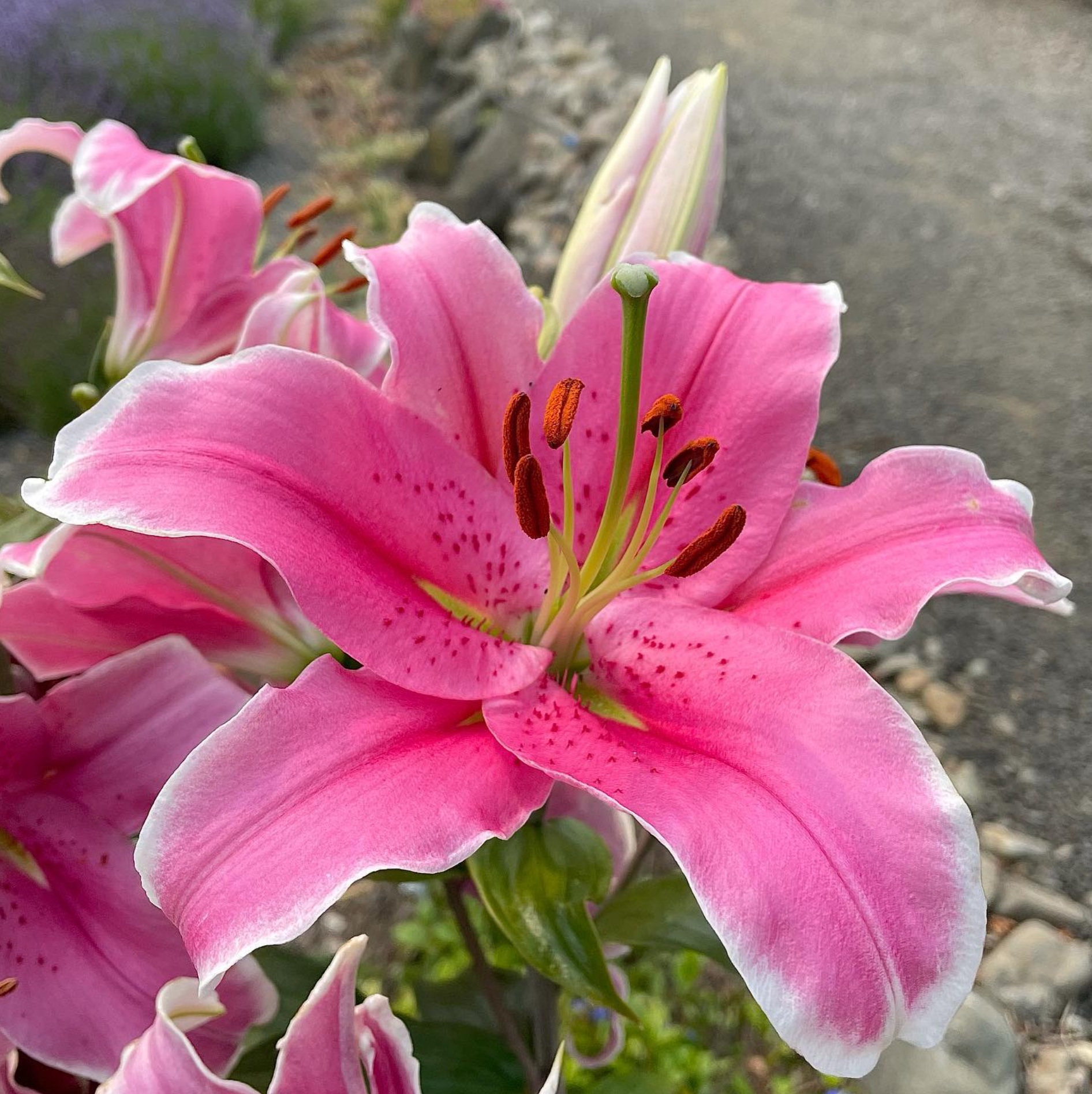 mosaic collection image