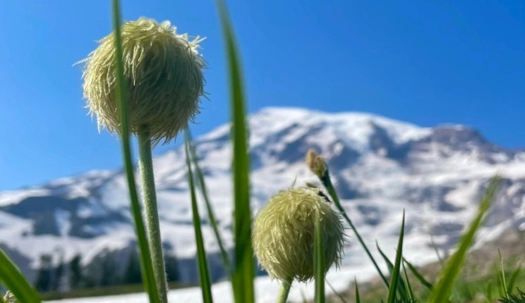 mosaic collection image